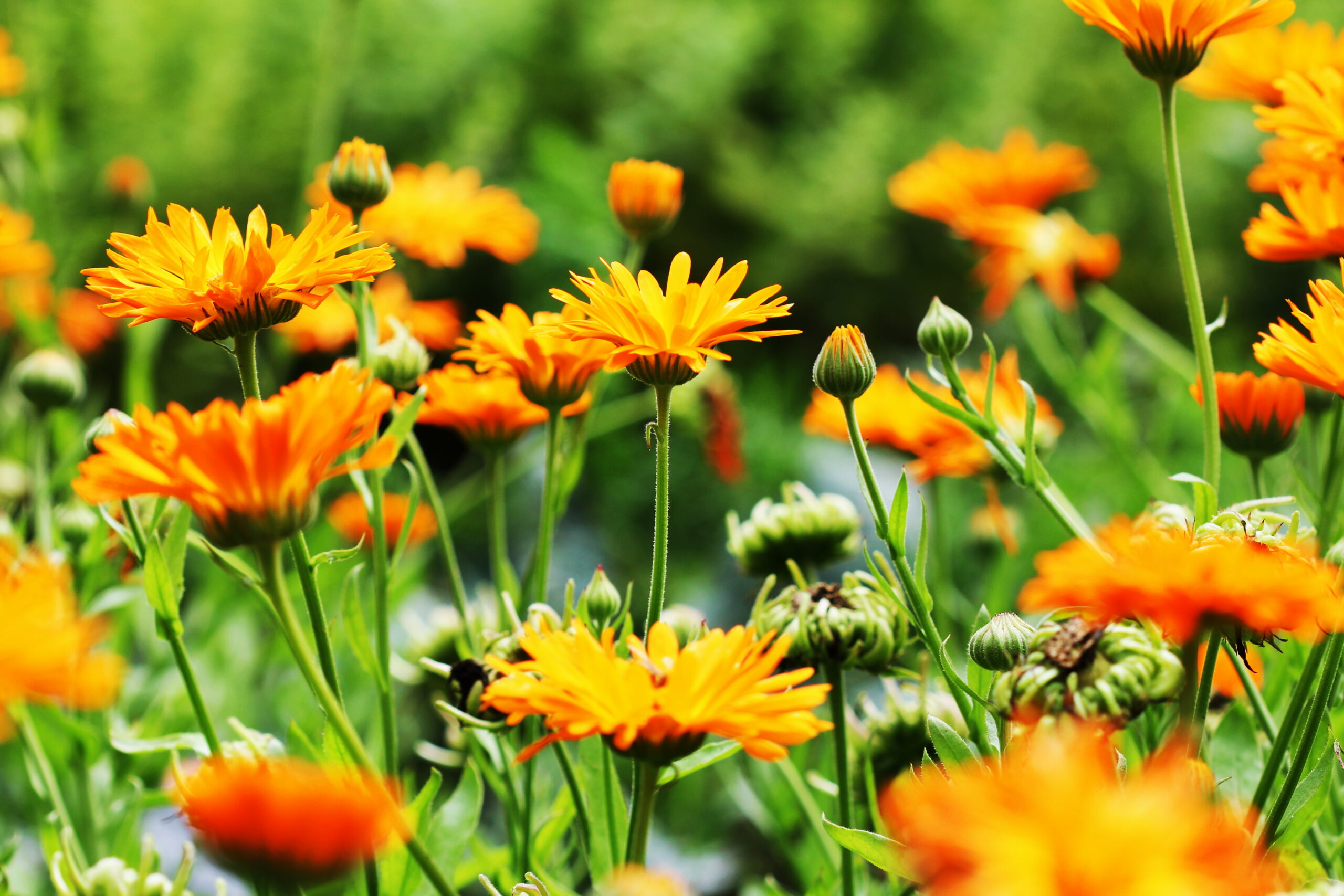 Orange Pot Marigold Blossom